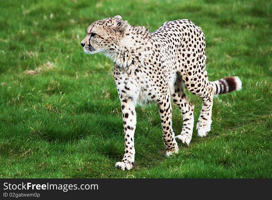 Beautiful cheetah walking in a green grass field. Beautiful cheetah walking in a green grass field