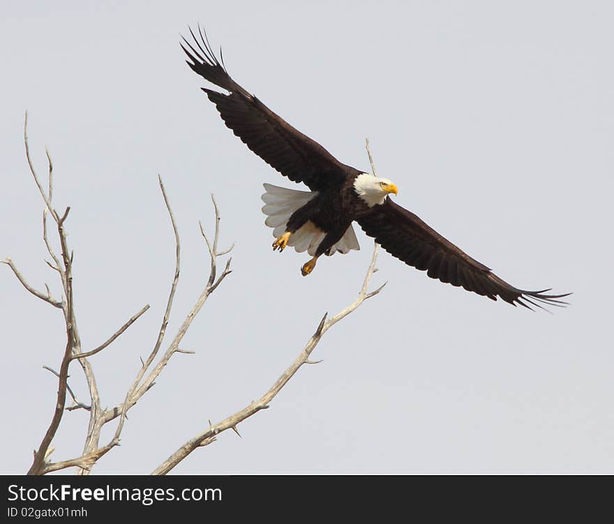 Bald eagle full wing span