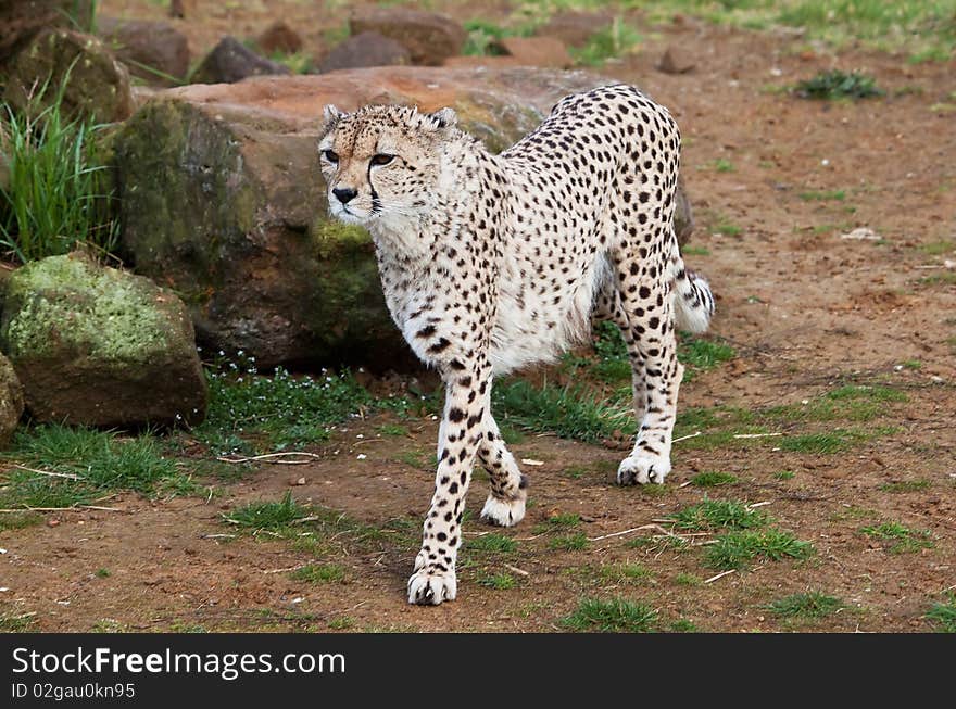 Beautiful cheetah in a rocky field