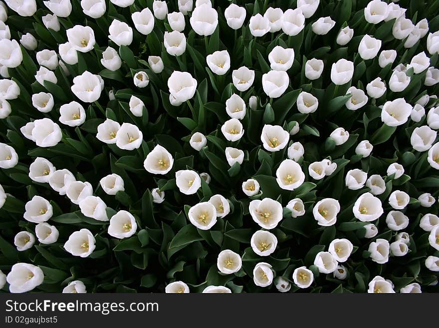 A wiew from white tulip garden in spring. A wiew from white tulip garden in spring.