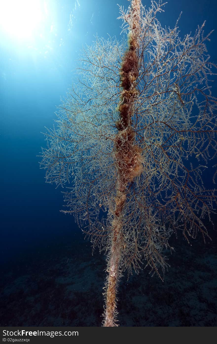 Seafan on a anchor line taken in the Red Sea.