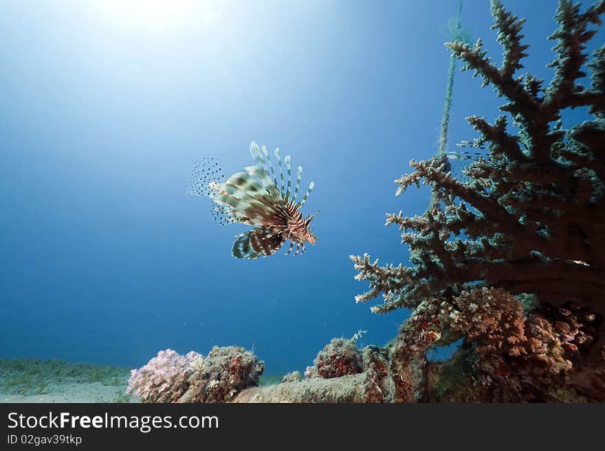 Lionfish, coral and ocean taken in the Red Sea.