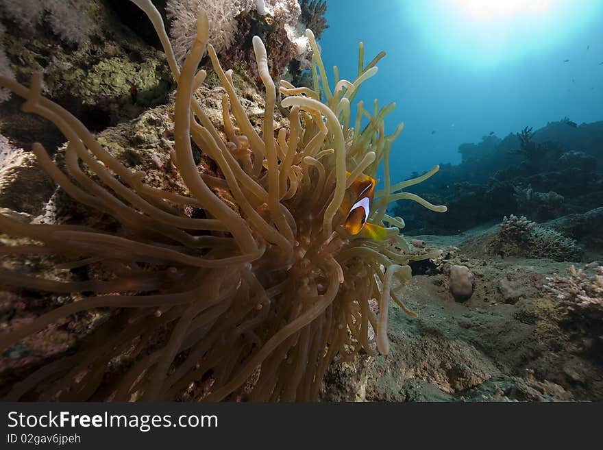 Anemone and anemonefish taken in the Red Sea.