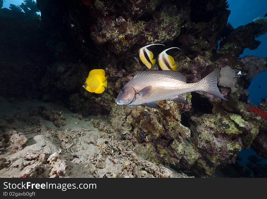 Coral and fish taken in the Red Sea.