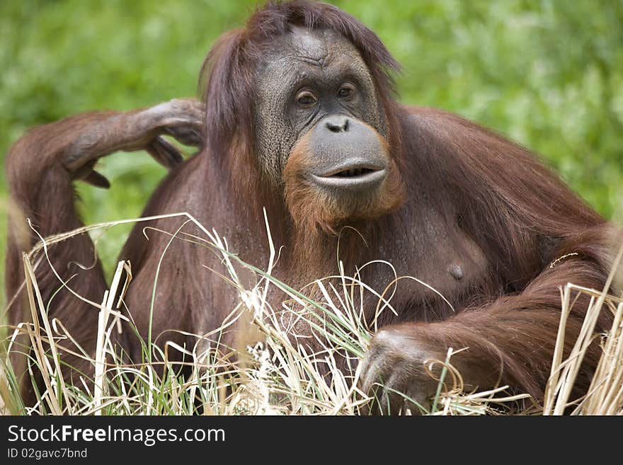 An orangutan sits among grasses.