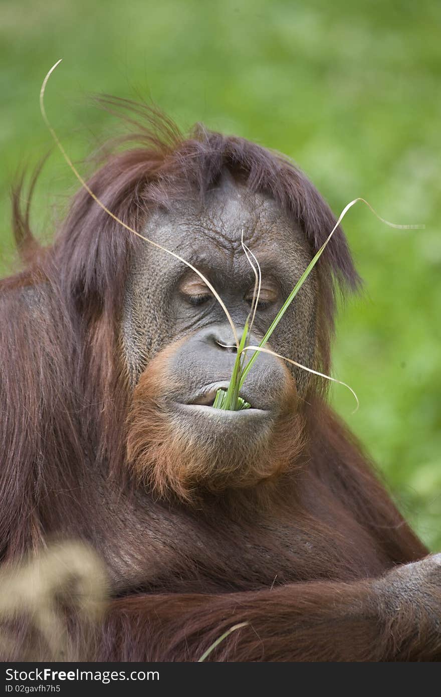 An orangutan is eating grasses.