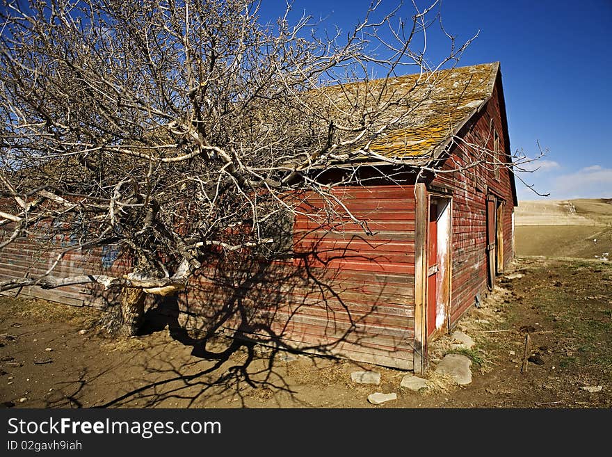 Old barn dried tree wide angle closeup