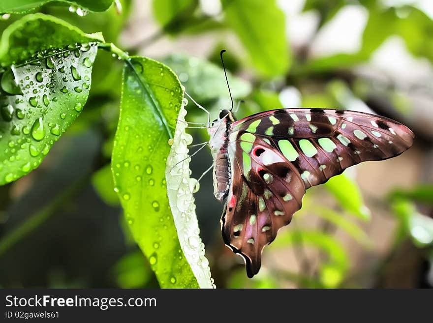 This is the photo of butterfky on a leaf. This is the photo of butterfky on a leaf