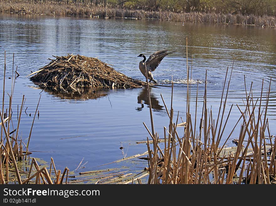 Goose approaching muskrat lodge on the Lapham Peak Segment of the Ice Age Trail, Wisconsin