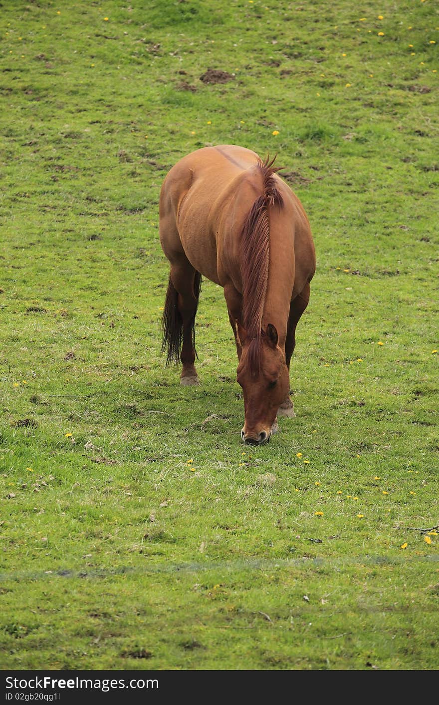 Grazing horse in a field.