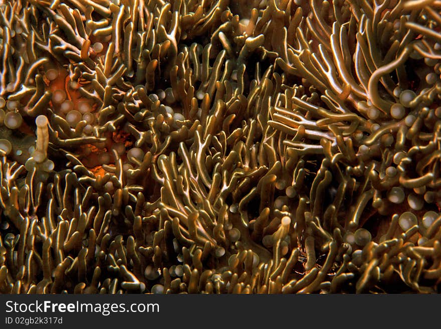 Branching Anemone in crevise on coral reef