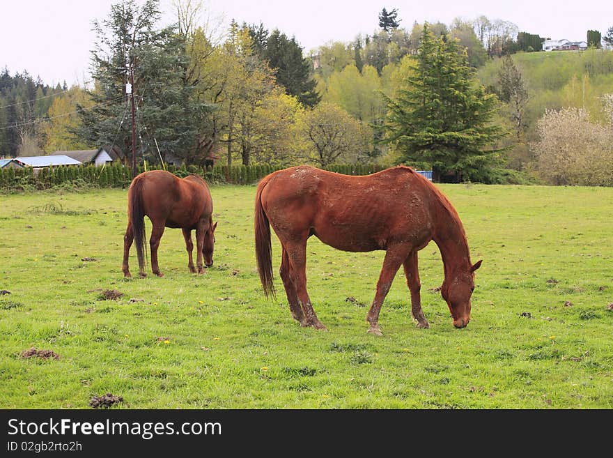 Grazing horses in a field.