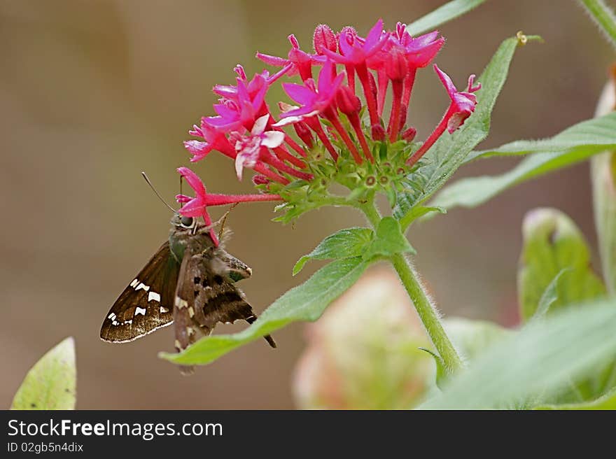 A butterfly rests on small flowers. A butterfly rests on small flowers