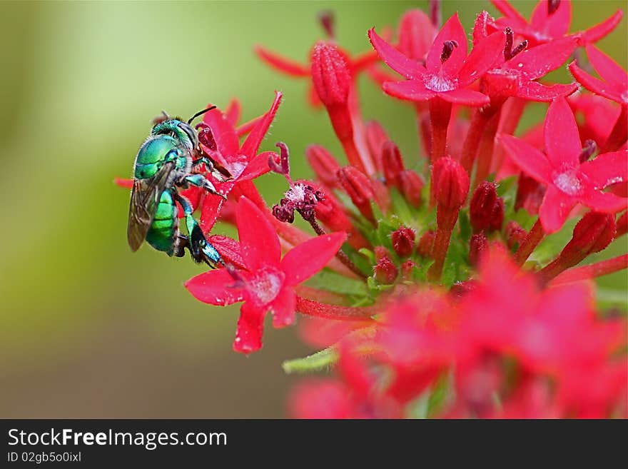 Green insect on flowers