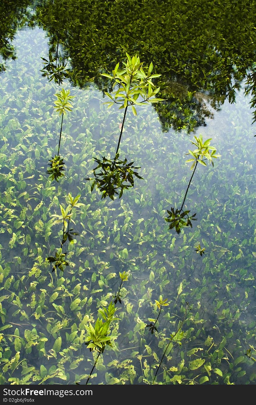 Mangrove trees are growing in Tha Pom sream. Mangrove trees are growing in Tha Pom sream.