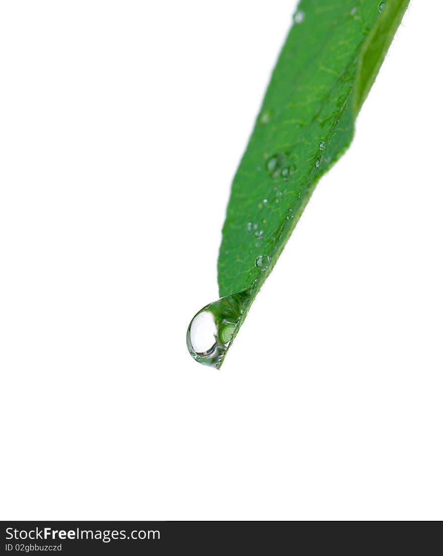 Drop on a leaf