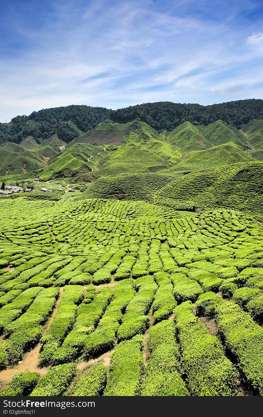 Tea plantations found in Cameron Highlands, Malaysia. Tea plantations found in Cameron Highlands, Malaysia