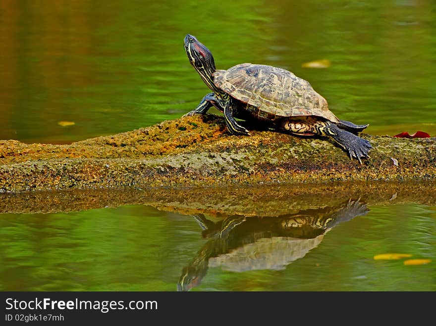 Tortoise by the pond side