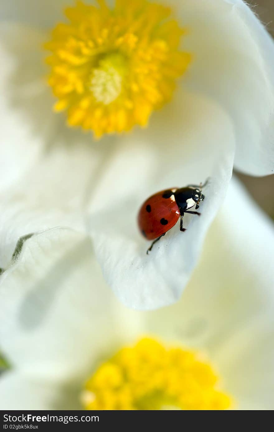 Ladybird