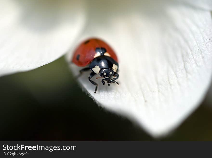 Ladybug