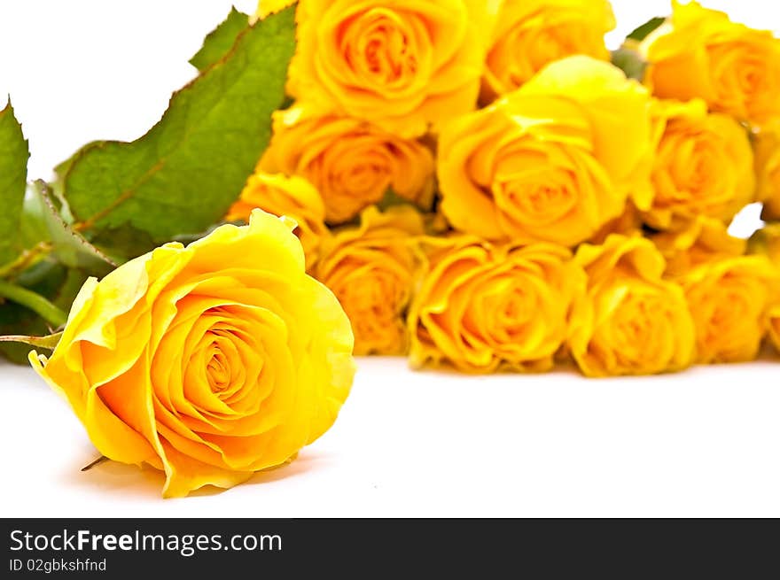 One and bunch of yellow roses on white background. One and bunch of yellow roses on white background.