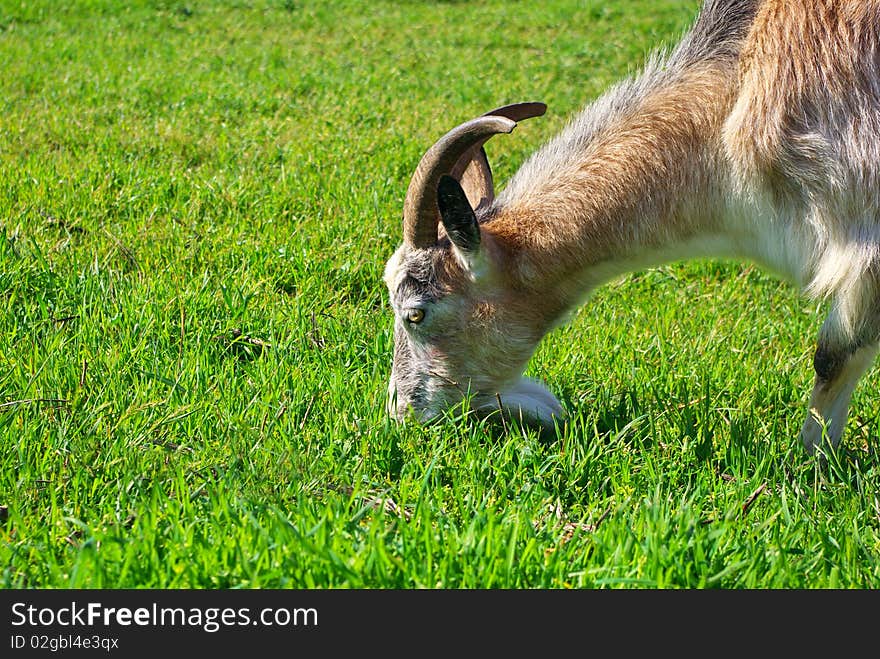 Goat eating grass. Nature composition.