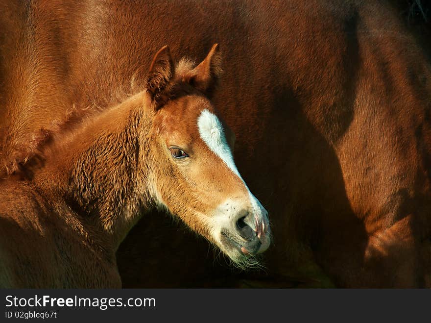 Foal portrait. Element of design.