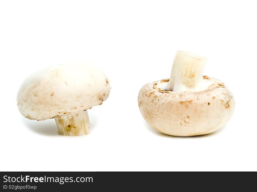 Mushrooms on a white background