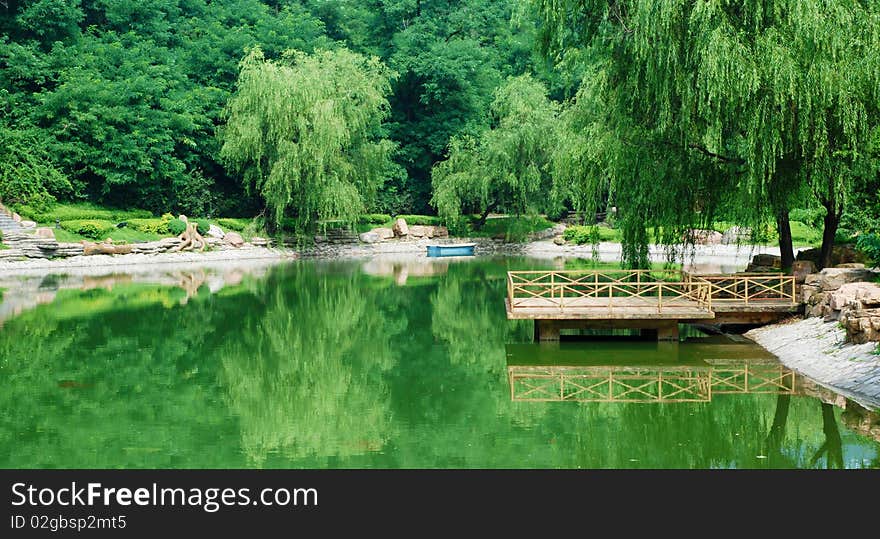 Lake in summer branch lake tree green willow