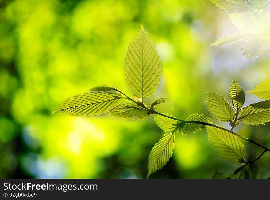 Summer Green Maple Leaf Background. Summer Green Maple Leaf Background