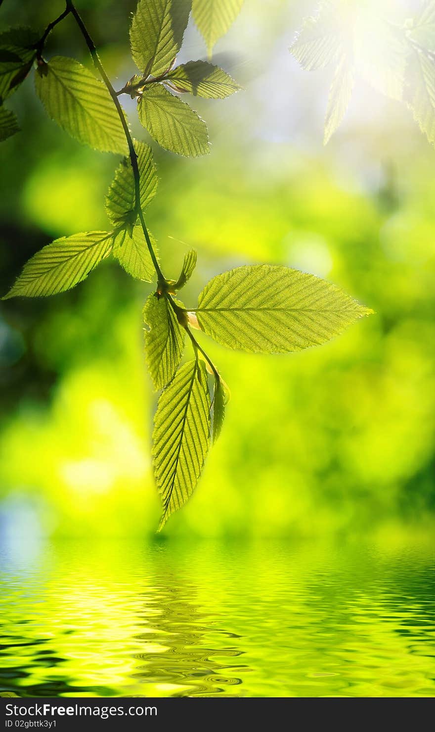 Green Leaves