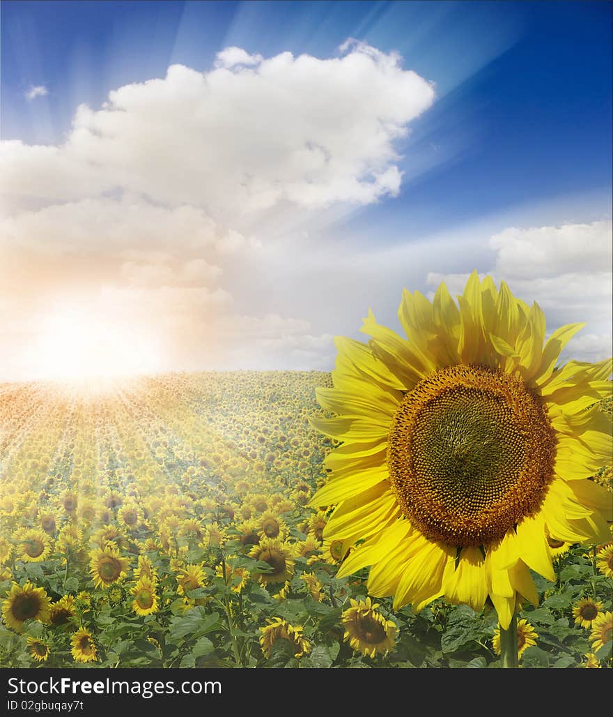 Field of flowers of sunflowers