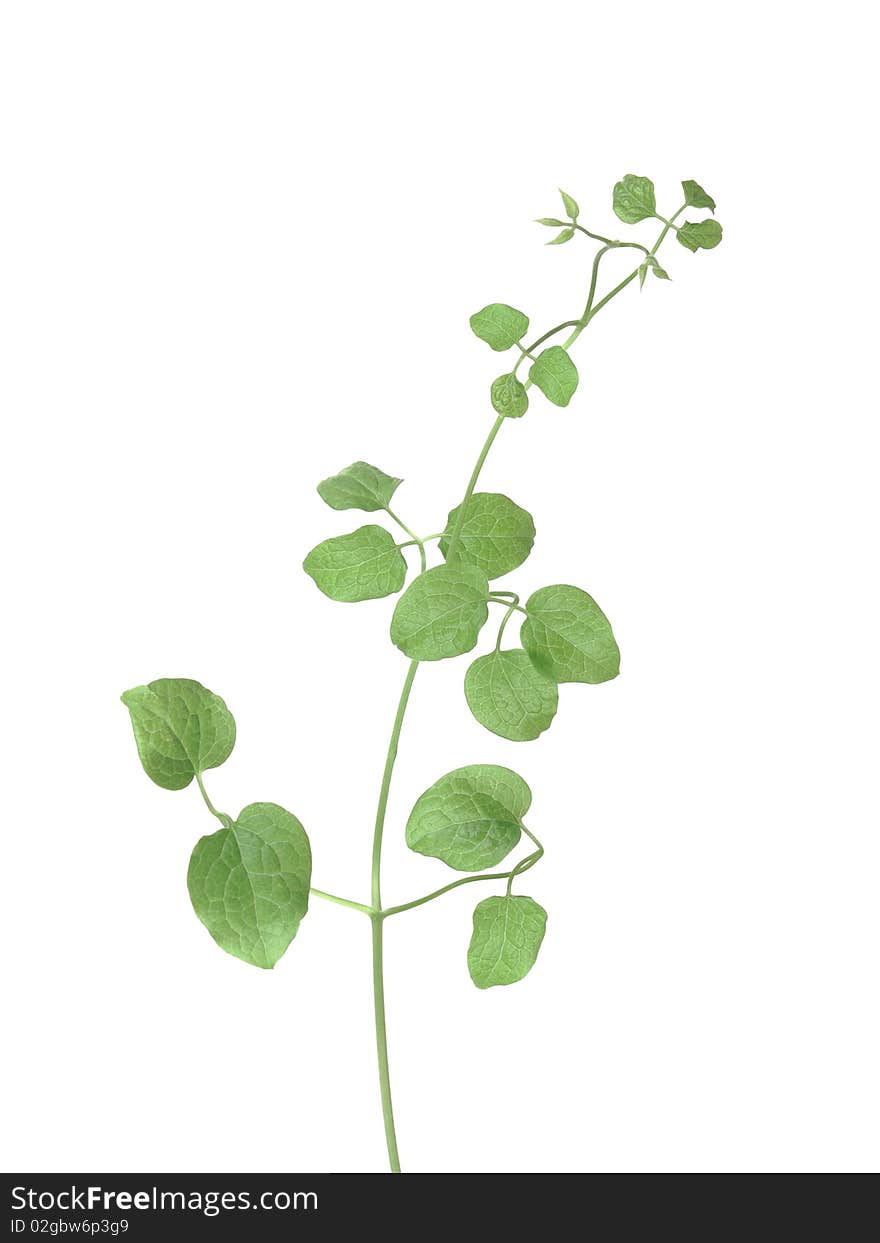 The young green plant isolated on a white background. The young green plant isolated on a white background