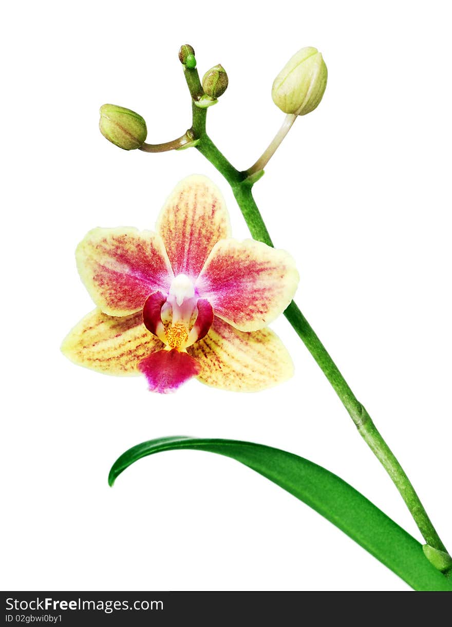 Purple-yellow orchid.