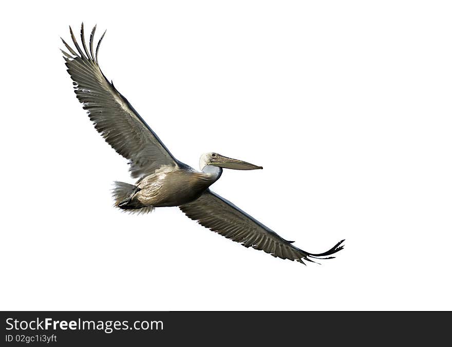 Dalmatian Pelican isolated on white