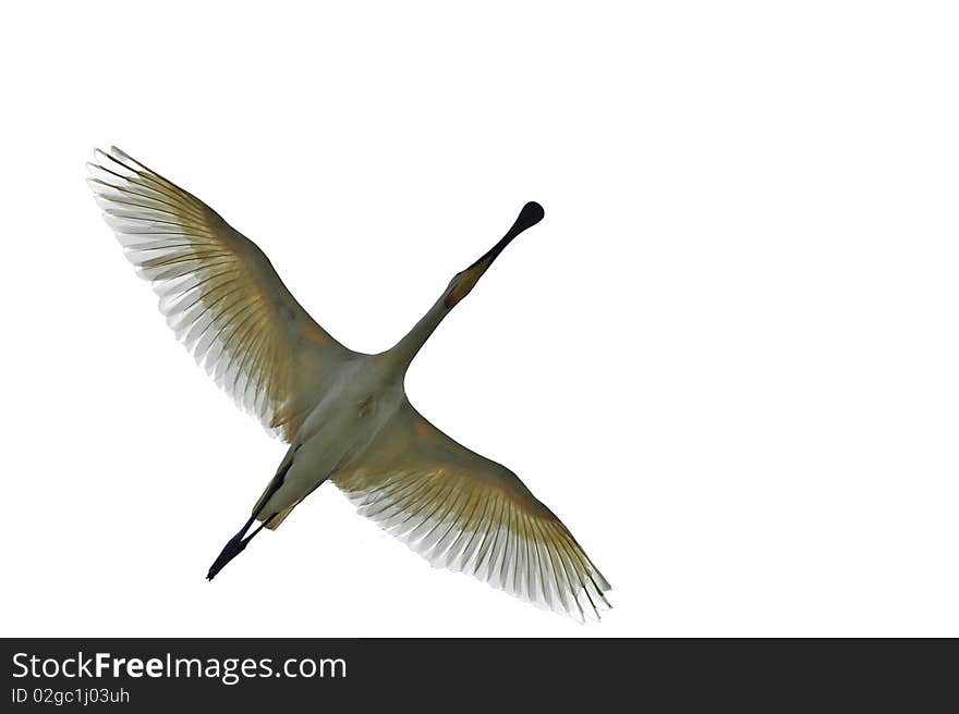 Spoonbill in flight isolated on white