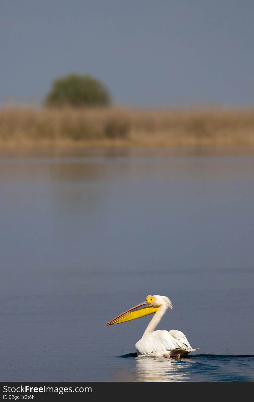 Great White Pelican on Water