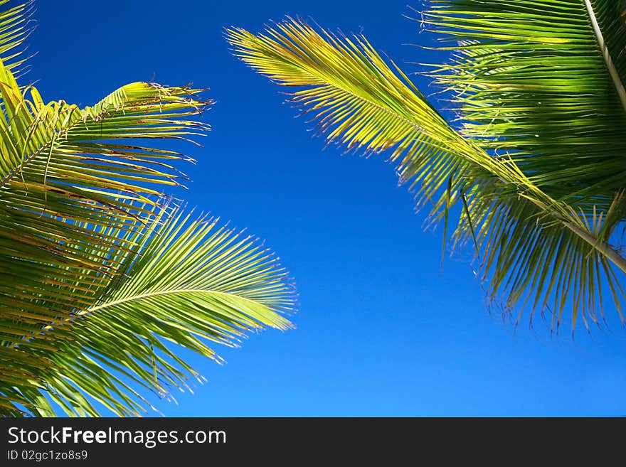 Green palms leaf on blue sky background