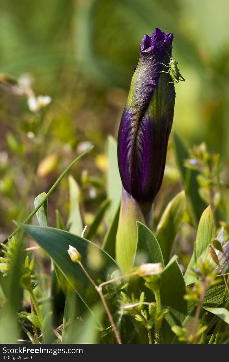 Violet Dwarf Iris (Iris pseudopumila) Blossom. Violet Dwarf Iris (Iris pseudopumila) Blossom