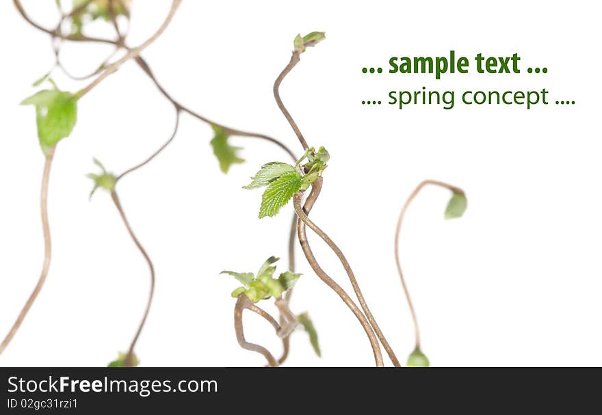 Lovely spring flora against white background ( shallow depth of field)