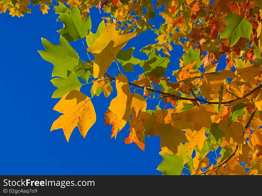 Yellow and green leaves against the clear blue sky. Yellow and green leaves against the clear blue sky