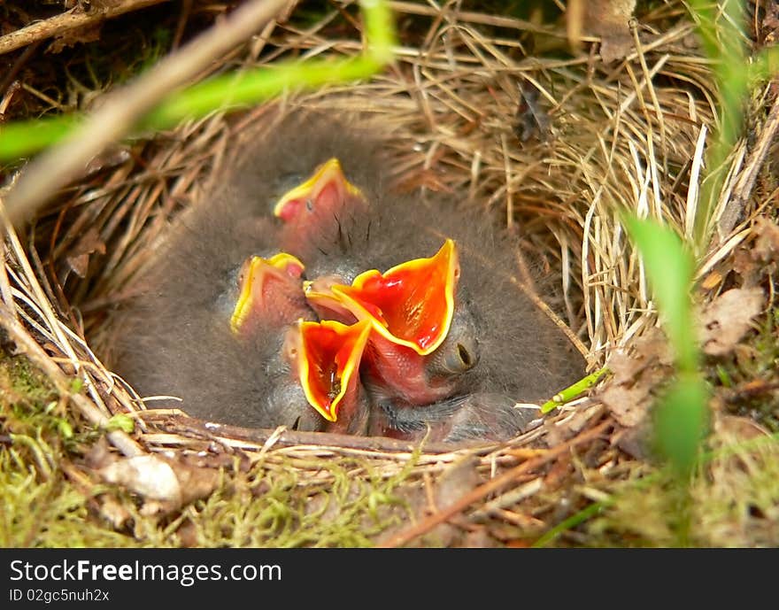 Nestlings of a tree pipit