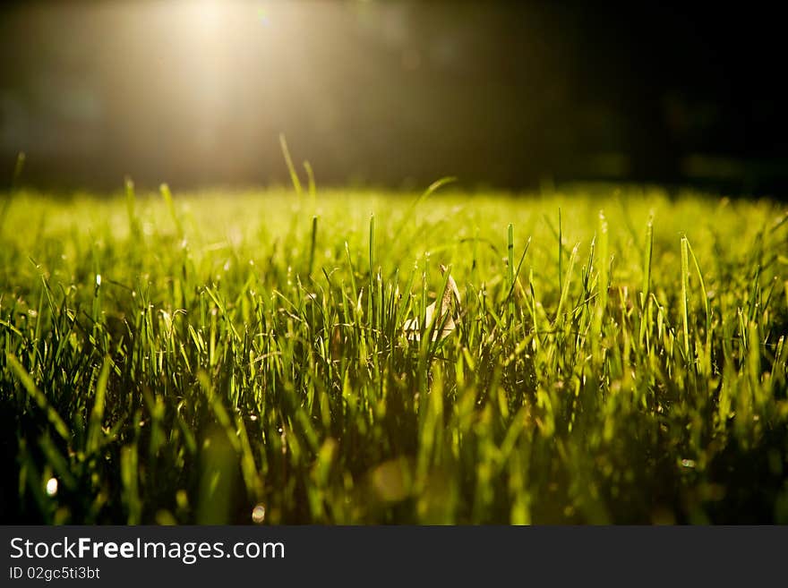 Background of unreal black sky with sun and grass. Background of unreal black sky with sun and grass