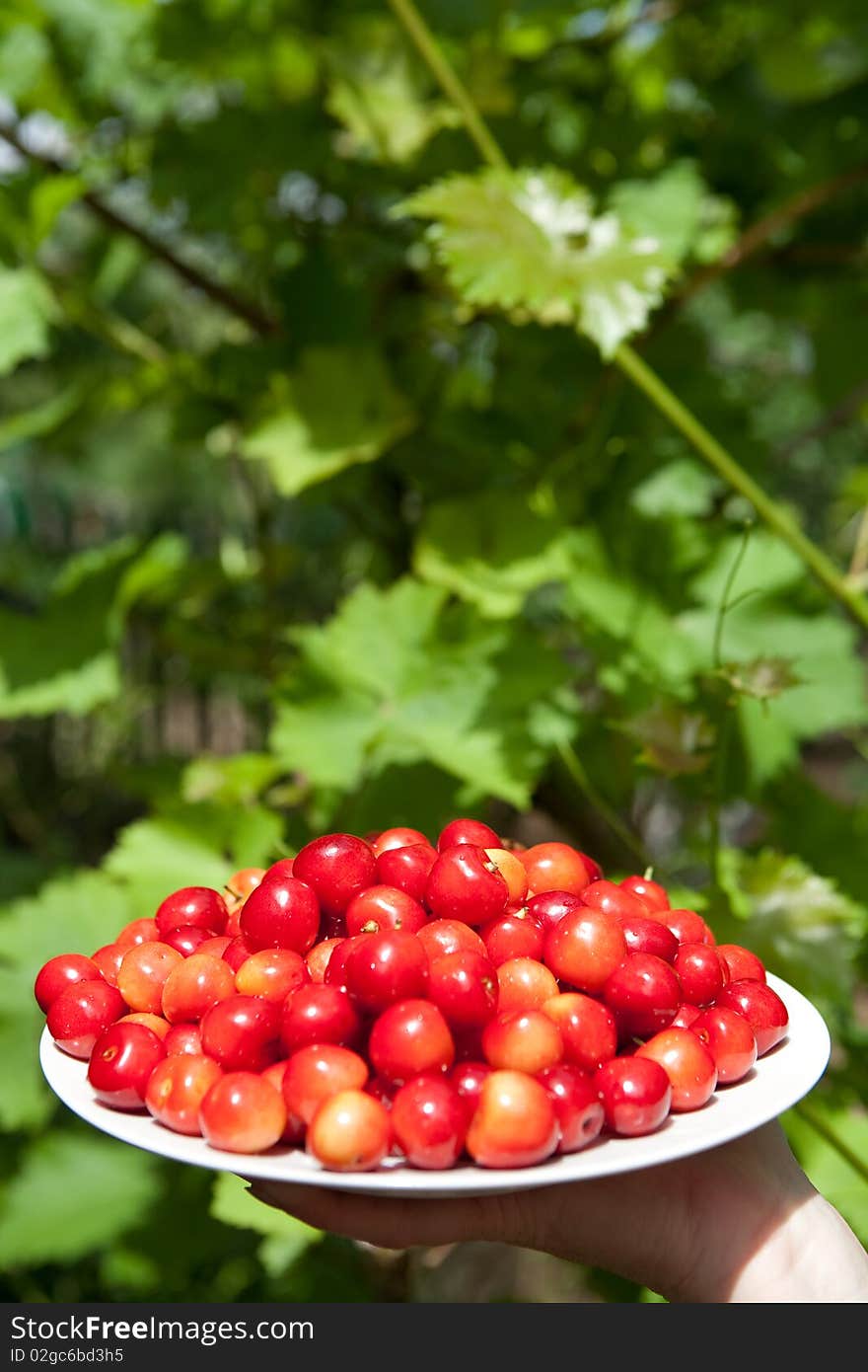 Tasty cherries on the plate outdoors