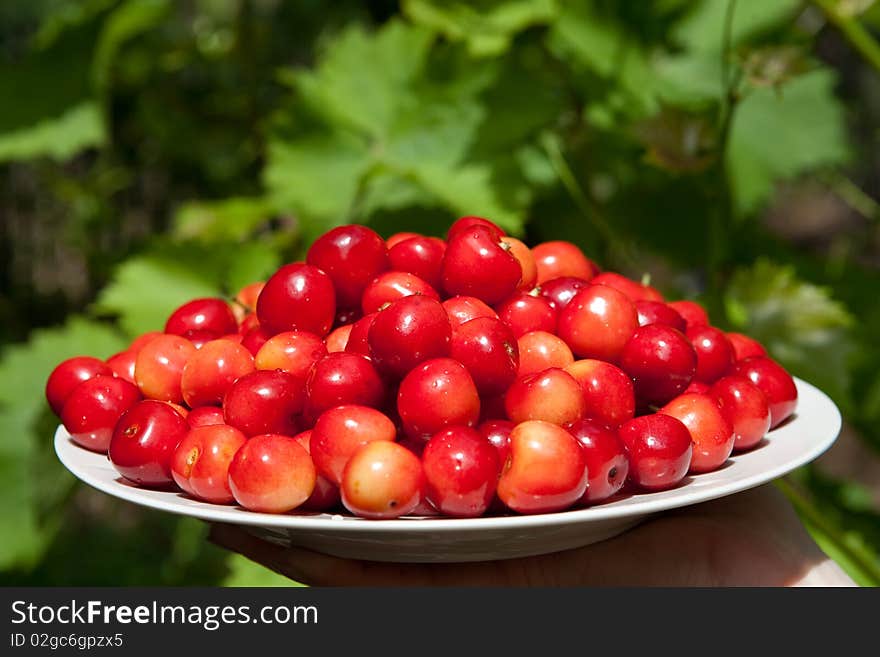 Tasty cherries on the plate outdoors