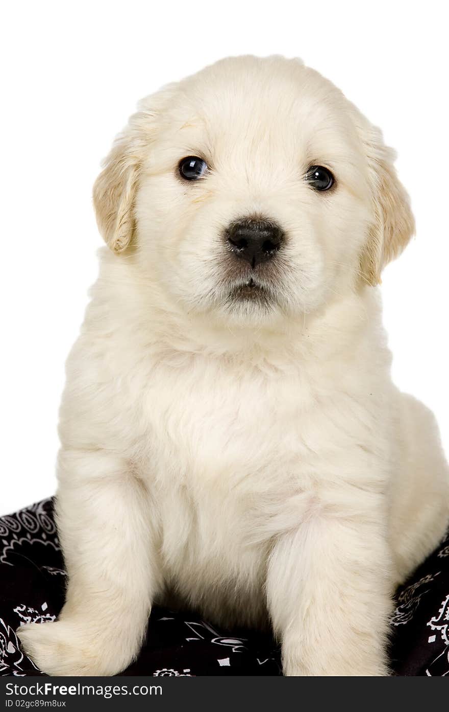 Golden Retriever Puppy