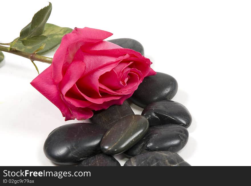 Pink rose with spa stones isolated on white