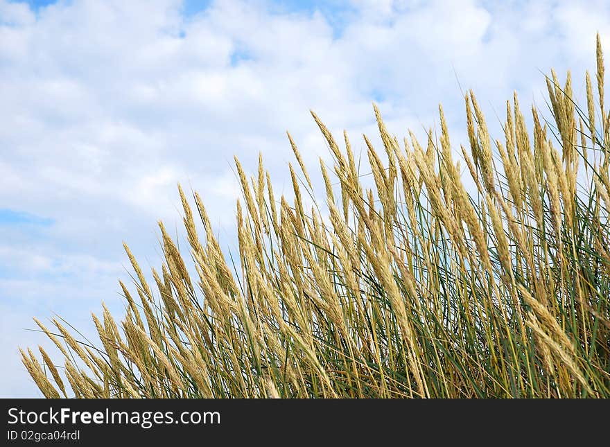 Yellow grass on clouds background. Yellow grass on clouds background