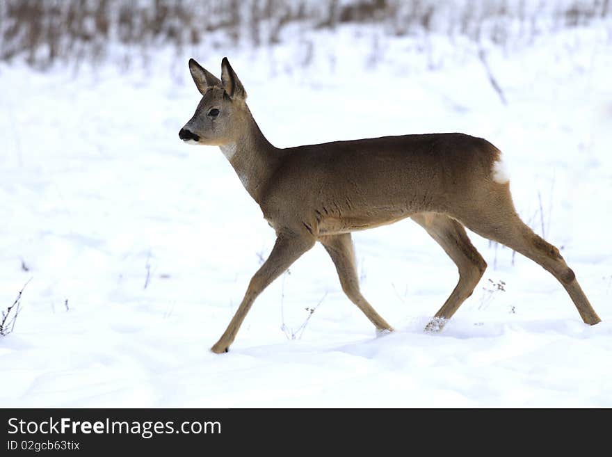 The Carpatian fawn runs in the snow. The Carpatian fawn runs in the snow