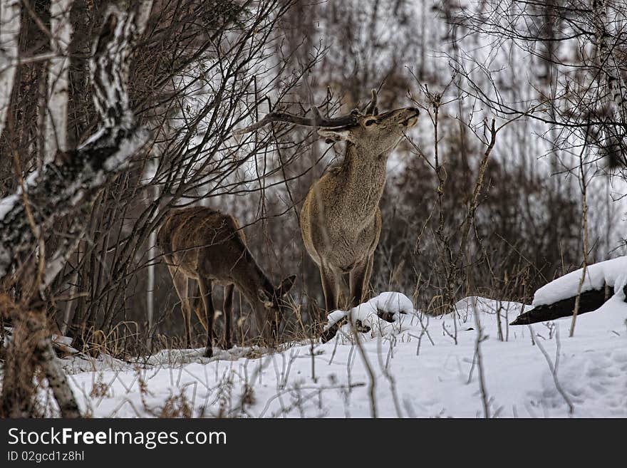 The deers are in the forest in winter. The deers are in the forest in winter